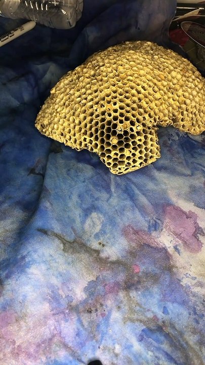 Artist Showcases Process of Making Wasp Nest Paper