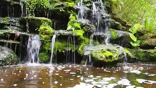 WATER FLOWING ON A MOSSY ROCKS