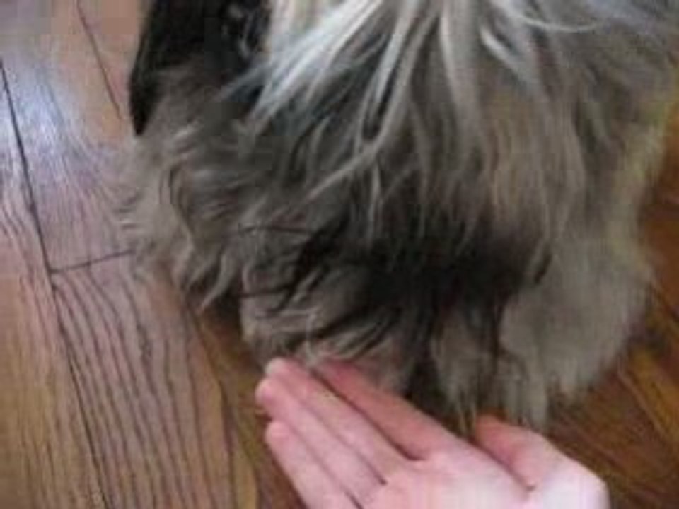 Charlie "donne la papatte"