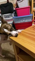 Princess likes eating chicken nuggets