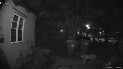 Savannah Cat Caught Growling at Housecat on Security Camera