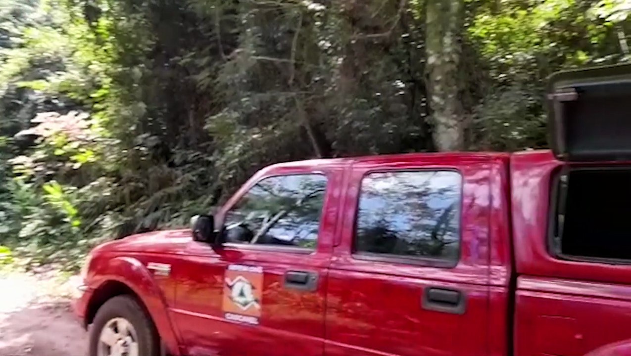 Enxame de abelhas impedia 'religamento' de energia em Rio do Salto; Defesa Civil é acionada em apoio