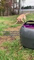 Clever Doggo Uses Machine to Play Fetch with Herself