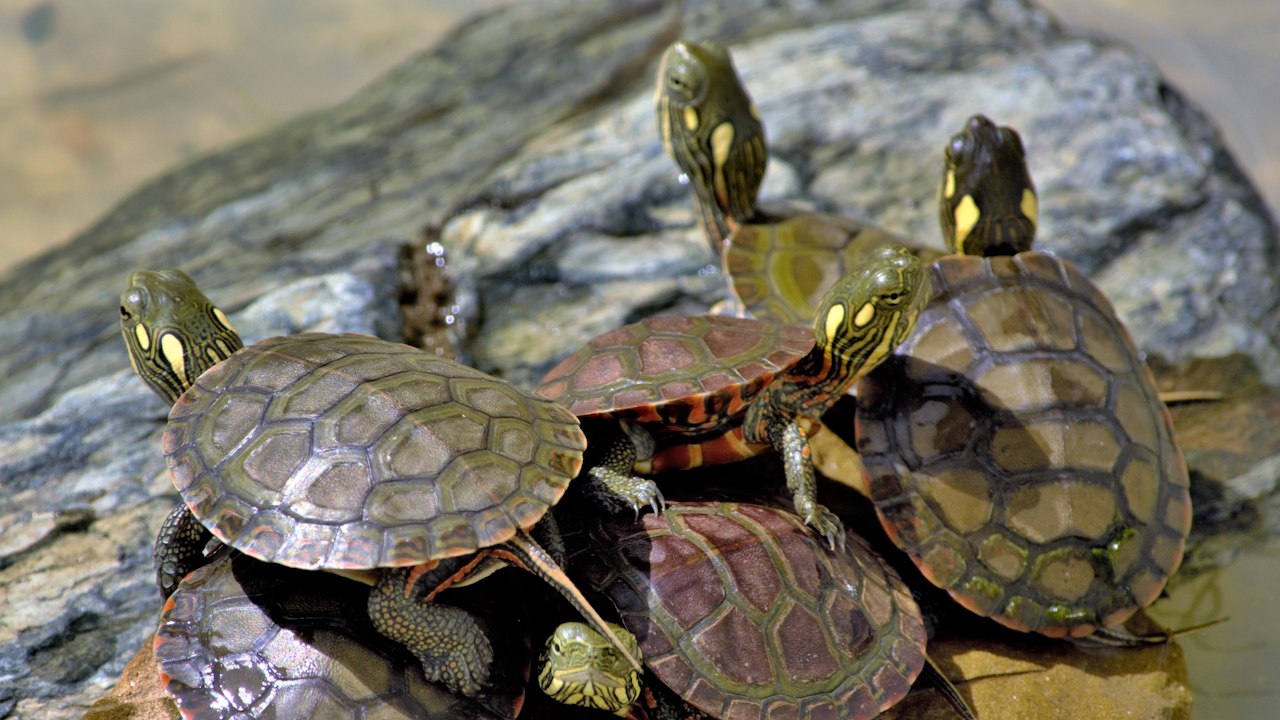 Endangered Green Turtles Are Making A Comeback In The Seychelles
