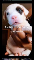 el firulais que me dieron