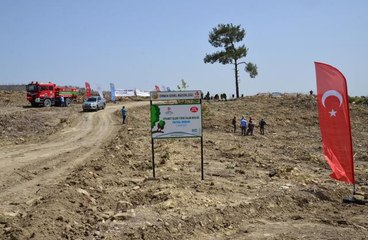 Gurbetçilerin bağışladığı 250 bin fidan Türkiye'de yanan ormanlık alanları yeşertecek