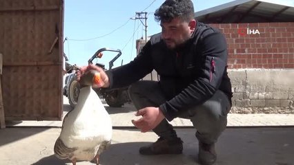 Kesmek için aldığı kaz, can dostu oldu