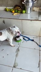 Kitten Takes Over Dog's Food Bowl