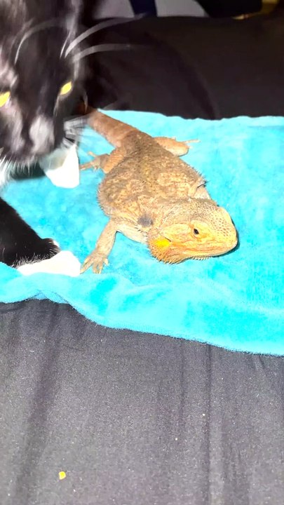 Cat Rubbing Against Bearded Dragon