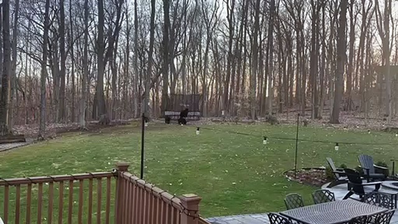 Black Bear Climbs onto Trampoline