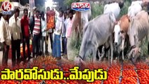 Farmer Threw Tomatos To Cattle Due To Tomato Prices Drop In Market _ Nirmal _ V6 Teenmaar