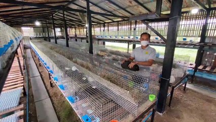 "กระต่ายเนื้อ" สุดปัง ออเดอร์ต่างประเทศเพียบ แห่ทำฟาร์มเลี้ยง เช็กกระแสตลาด