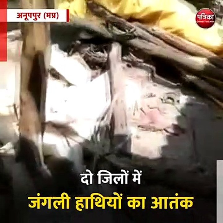 अनूपपुर: दो जिलों में जंगली हाथियों का आतंक, जहां भी जा रहे कर रहे भारी नुकसान
