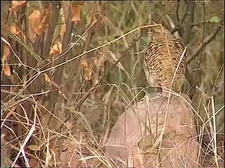 Grey Partridge (Perdix perdix)