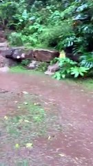 Family bails as escarpment floods on Buttenshaw Dr, Coledale - Illawarra Mercury - April 2022