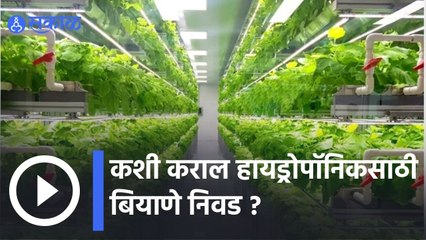 Hydroponic Farming | कशी कराल हायड्रोपॉनिकसाठी बियाणे निवड ? | Sakal |