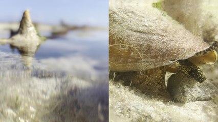 ''Conch on the Move' Sea snail trying to get to the deeper part of the ocean '