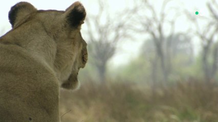 Histoires de lionnes