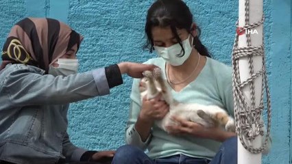 Tedavi edilen kediler okulun maskotu oldu, öğrenciler okula heyecanla gelmeye başladı