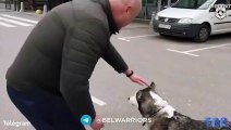 Retrouvailles émouvantes entre un chien et son maitre en Ukraine