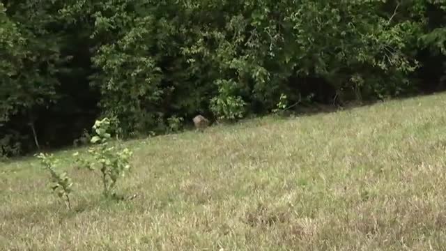 Colombia libera a 163 animales salvajes que habían sido capturados para su venta ilegal