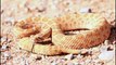 জানুন সাপ সম্পর্কে অজানা কিছু তথ্য || বিশ্ব ২৪ || Information of Snake
