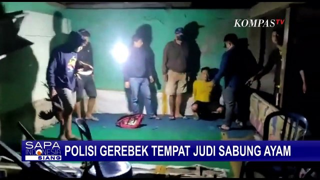 Arena Judi Sabung Ayam di Kepahiang Bengkulu Digerebek Polisi, Para Penjudi Tak Berkutik!