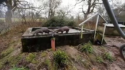 Orphaned otters to find new home