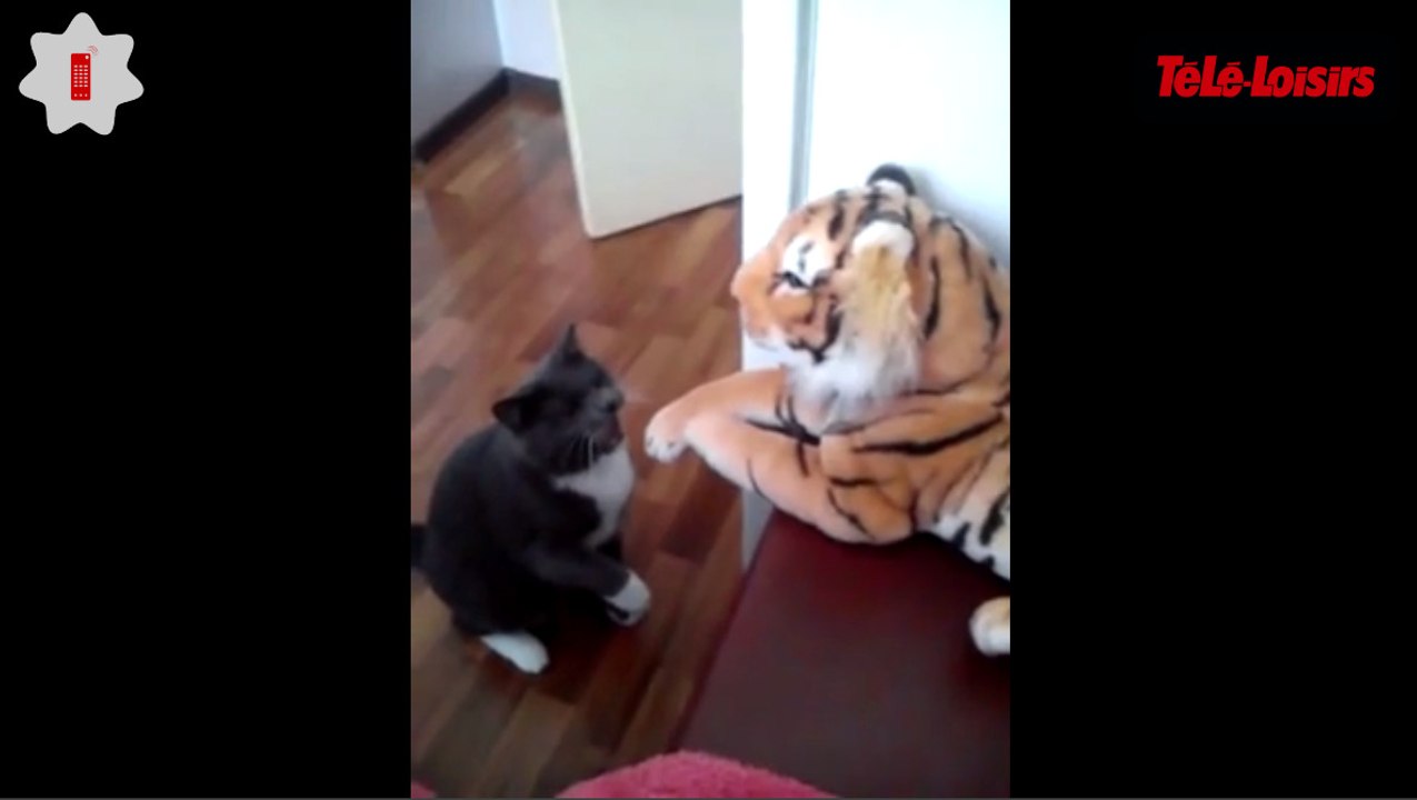 Ce chat trop mignon qui se bat contre une peluche vous fera sourire... Le zapping web