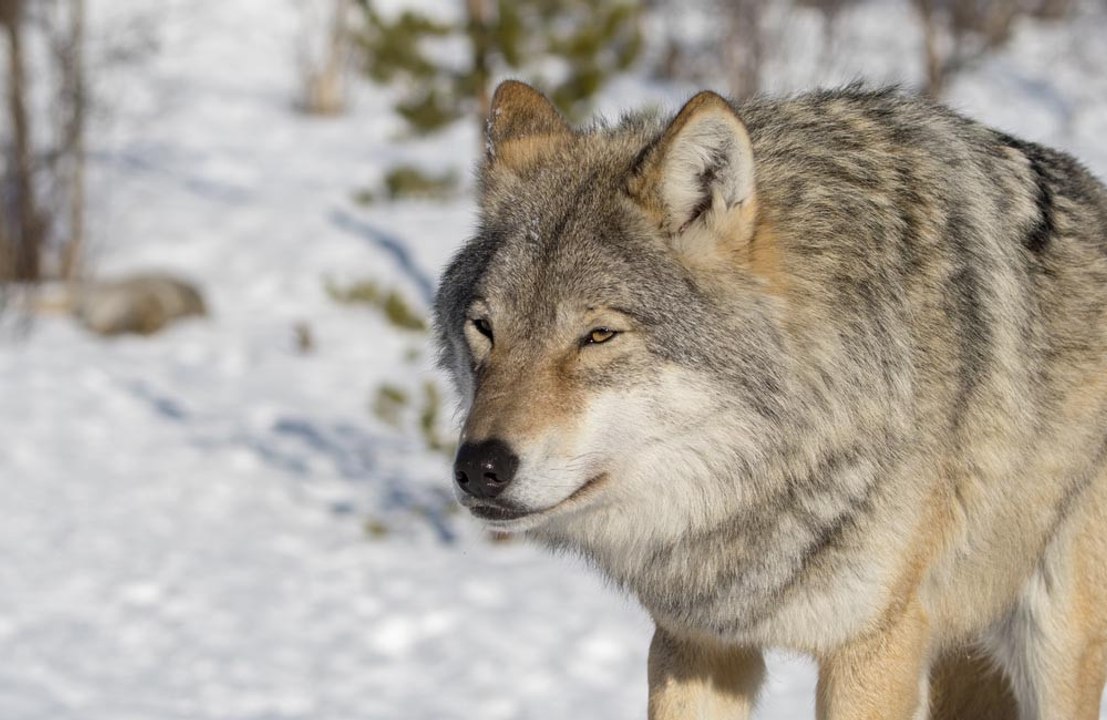Misión de rescate para poner a salvo a un león y un lobo de un zoo ucraniano
