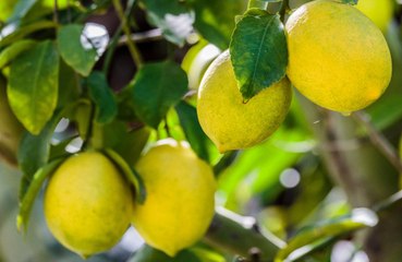 Une boulangère a découvert un énorme citron