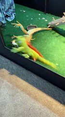 Feisty Iguana Fights Stuffed Animal