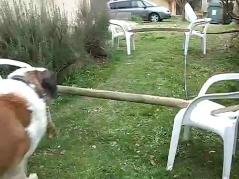 Mon chien qui saute (Patouf)