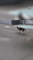 Dog & Owner Reunited After Being Separated in Ukraine