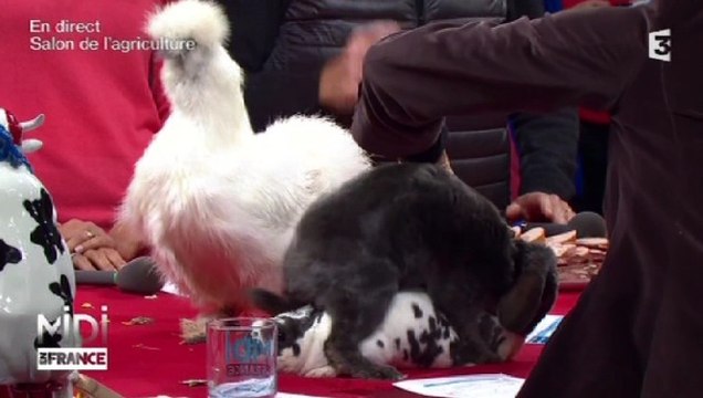 Insolite : Des lapins très chauds dans Midi en France...