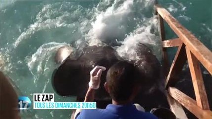 Le zap (D17) 12 juillet