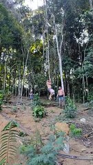 Vine Snaps During Swing