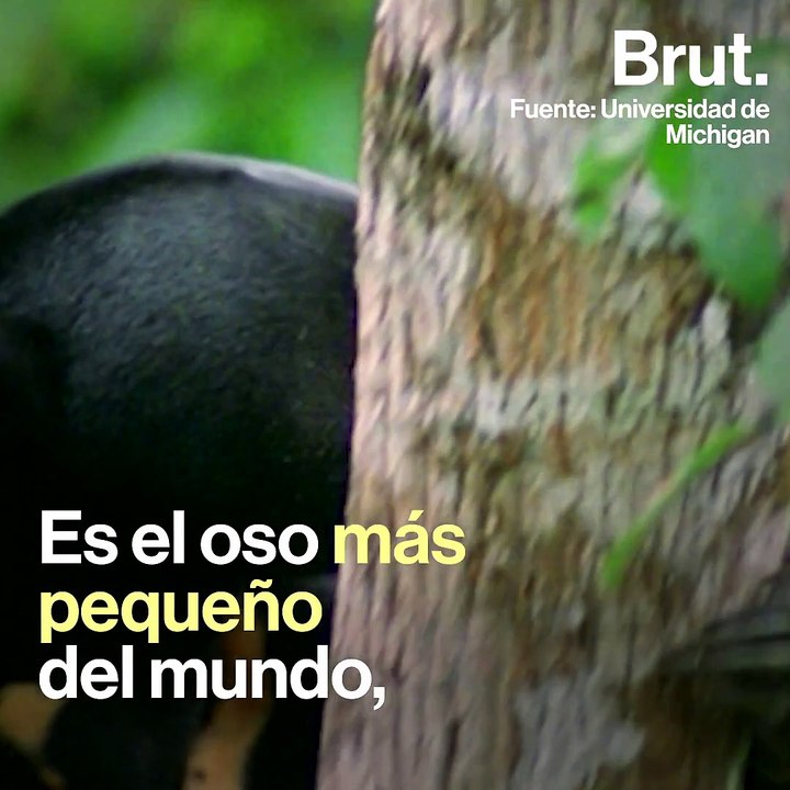 El oso más pequeño del mundo pero con la lengua más larga