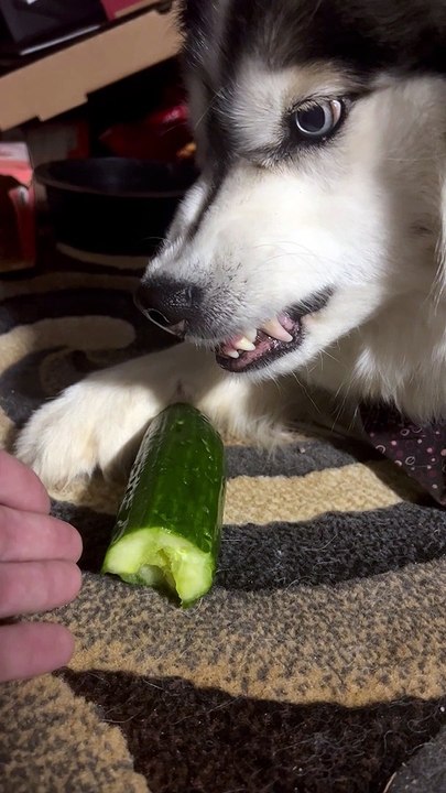 A Husky and Her Cucumber