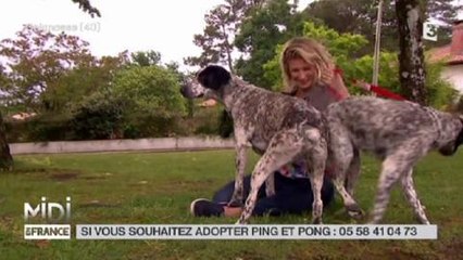 La grosse galère d'une chroniqueuse de Midi en France "attaquée" par ses chiens