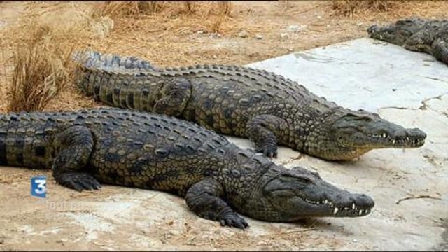 Faut pas rêver (France 3) 31 janvier