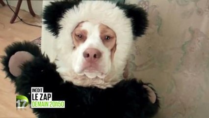 Le Zap (D17) 18 avril