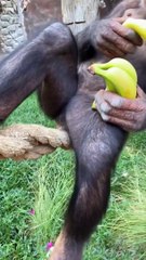 Le singe le plus relax du zoo