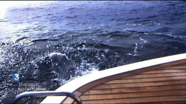 Thalassa (France 3) 16 août