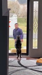 Cat Guards the House