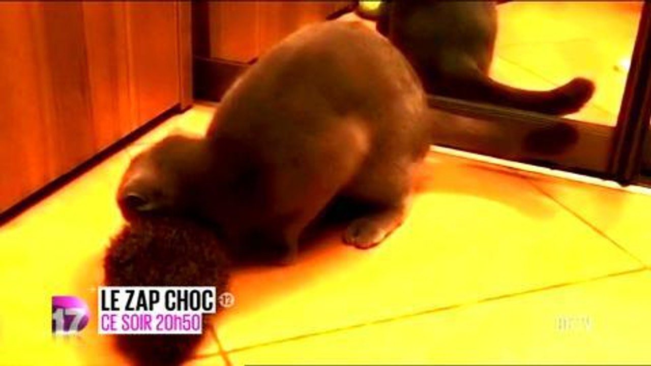 Le Zap Choc (D17)