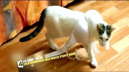 Ces animaux qui nous font rire (France 4) 31 décembre