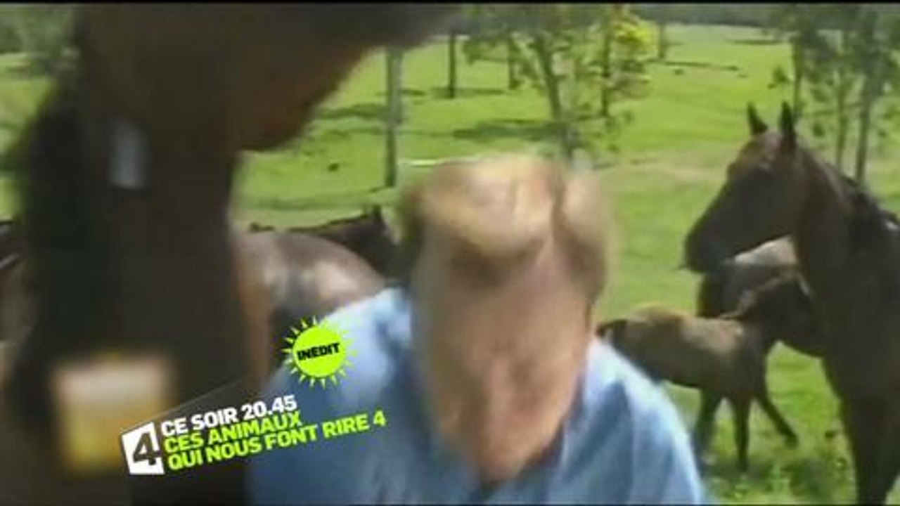 Ces animaux qui nous font rire 4