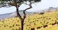 Nomads of the Serengeti S01 E01