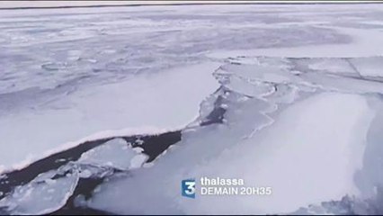 Thalassa (France 3) Bande-annonce 11 mai